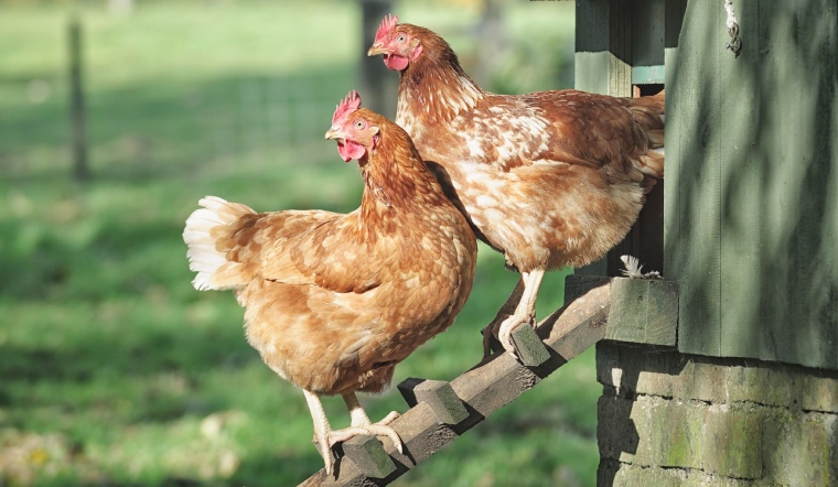 Giá gia cầm hôm nay 23/09/2022: Giá bán tạm thời chững lại