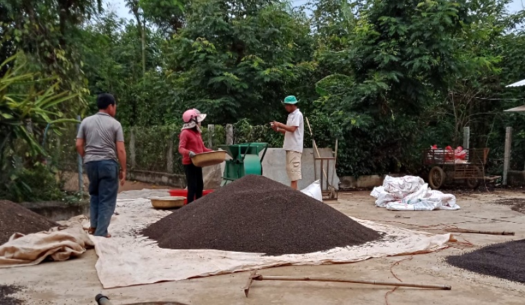 Giá tiêu hôm nay 24/9/2022: Đi ngang, dao động 64.000-67.000 đồng/kg