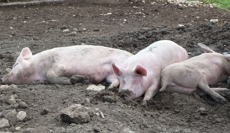 Giá heo hơi hôm nay 24/9/2022: Giảm 1.000 đồng/kg tại một số địa phương