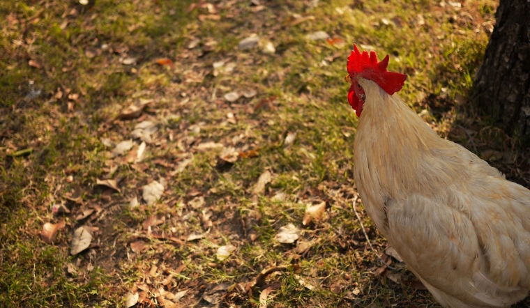 Giá gia cầm hôm nay 26/09/2022: Tiếp tục không có thay đổi ngày đầu tuần