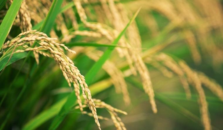 Giá lúa gạo hôm nay 26/9/2022: Tăng giảm trái chiều ở vài giống lúa