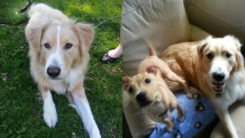 Các vết nứt bất thường xuất hiện trên tấm ảnh