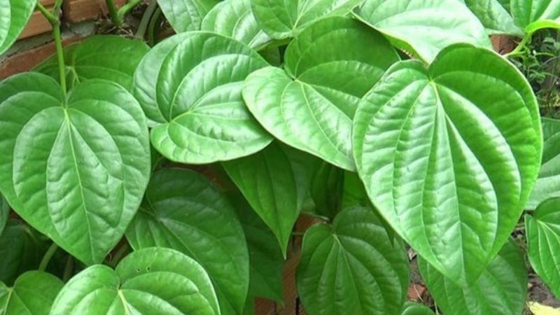 Treating Back Hair Follicle Inflammation with Betel Leaves