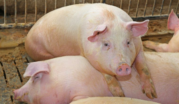 Giá heo hơi hôm nay 27/9/2022: Giảm nhẹ ở một vài nơi