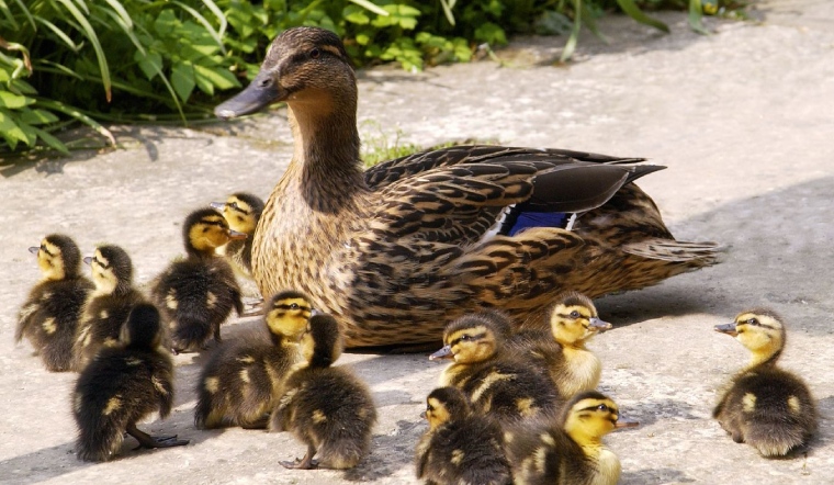 Giá gia cầm hôm nay 27/09/2022: Có nhiều biến động đáng kể