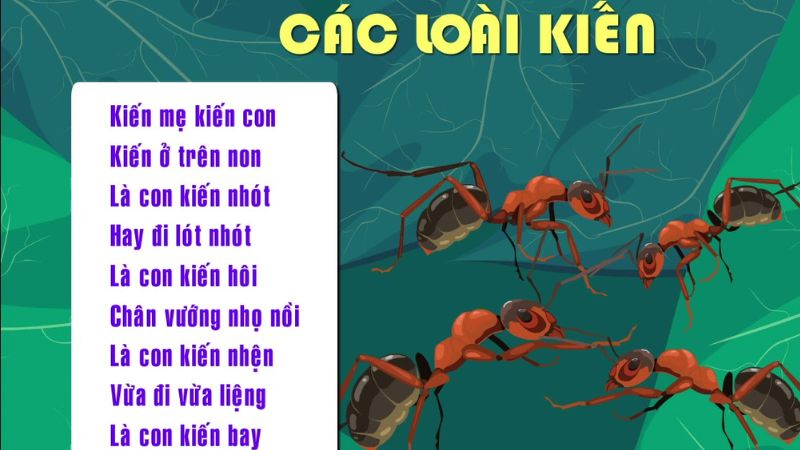 Các loài kiến