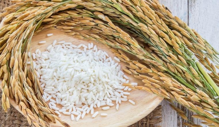 Giá lúa gạo hôm nay 27/9/2022: Lúa IR 50404 tăng 100 đồng/kg