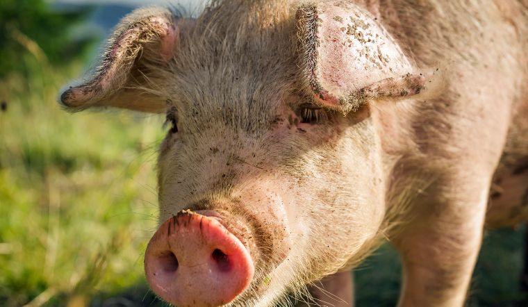 Giá heo hơi hôm nay 28/9/2022: Giảm rải rác ở một vài nơi