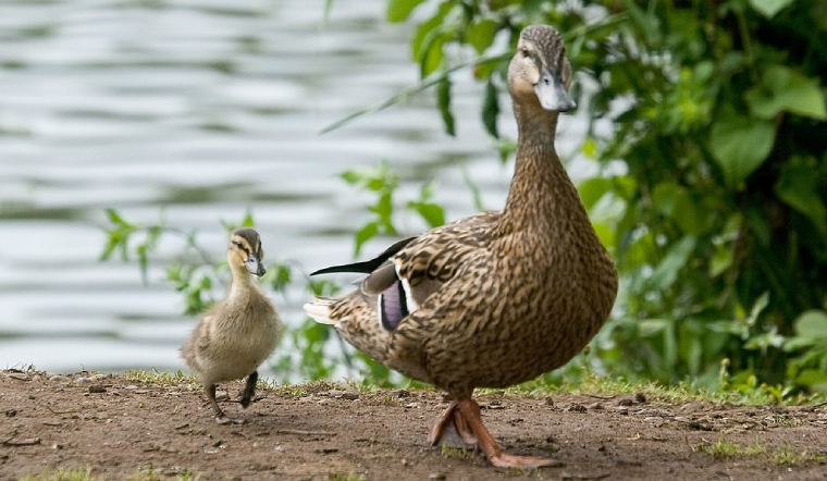 Giá gia cầm hôm nay 28/09/2022: Giá trứng gà có thay đổi mới