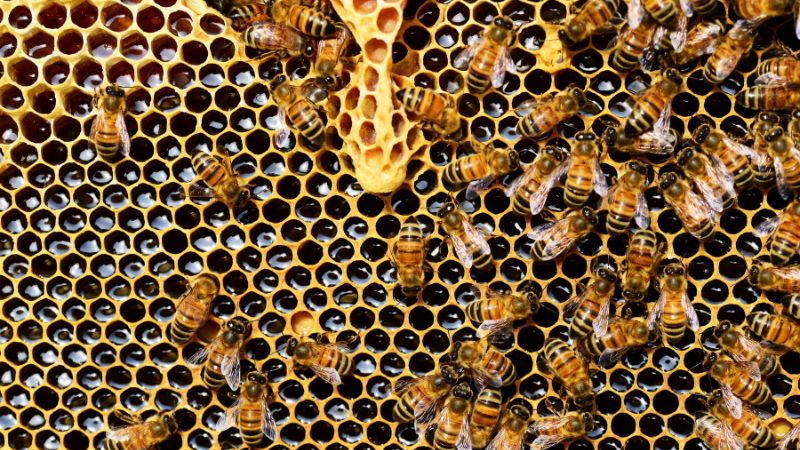 Mật ong đen do ong rừng hút mật từ các cây dược liệu quý