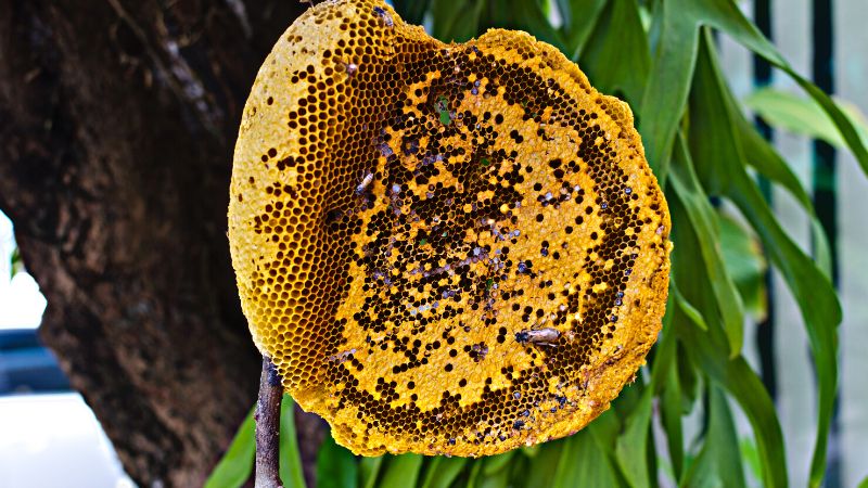 Loại mật ong đặc sản hiếm ở Tây Nguyên không phải có tiền là mua được