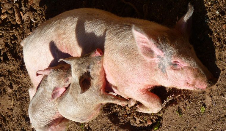 Giá heo hơi hôm nay 29/9/2022: Giảm rải rác ở hai miền Bắc - Nam