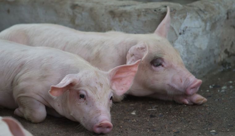 Giá heo hơi hôm nay 30/9/2022: Điều chỉnh giảm nhiều nhất là 3.000 đồng/kg