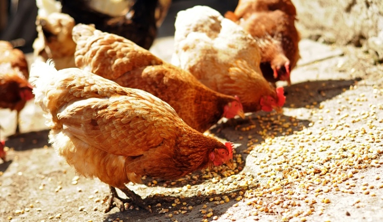 Giá gia cầm hôm nay 30/09/2022: Giá gà Nòi và vịt tại Cần Thơ giảm nhẹ