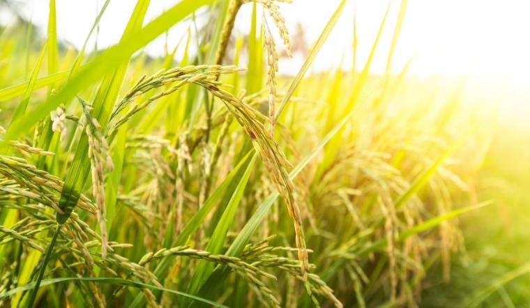 Giá lúa gạo hôm nay 30/9/2022: Tiếp tục giữ nguyên 3 ngày liên tiếp