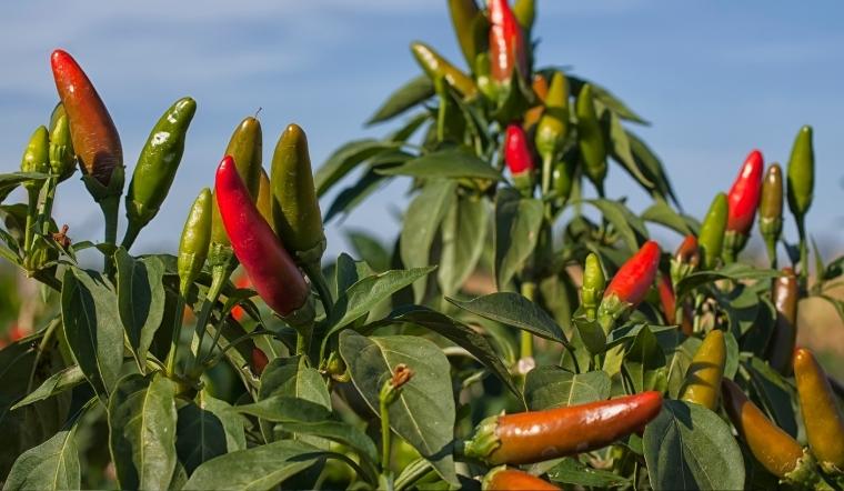 Giá ớt hôm nay 30/09/2022: Giá ớt đi ngang không đổi cả nước