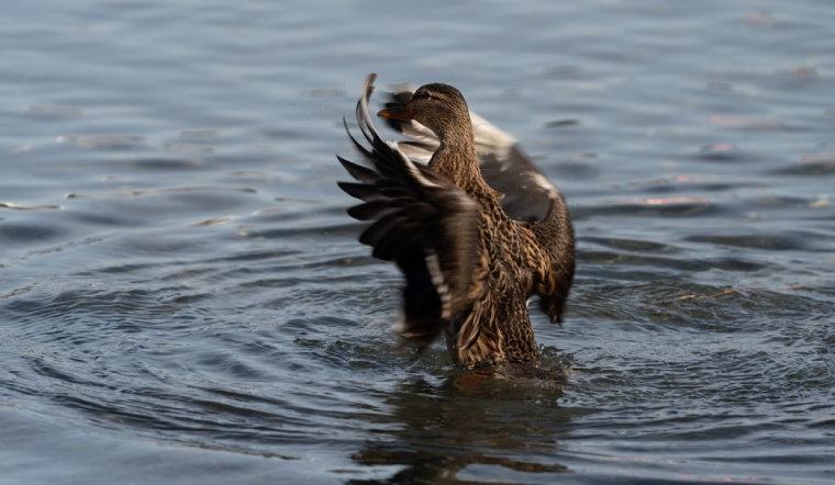 Giá gia cầm hôm nay 01/10/2022: Giá vịt Đồng Nai giảm nhẹ