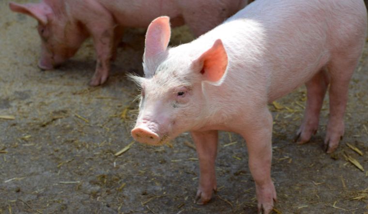 Giá heo hơi hôm nay 1/10/2022: Biến động trái chiều