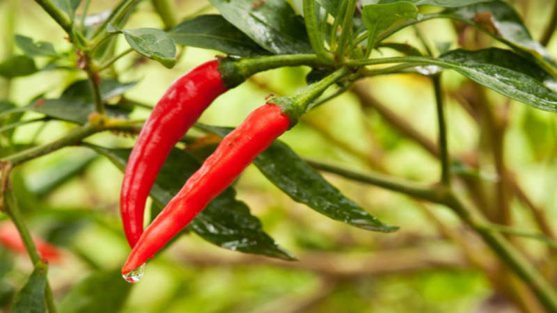 Giá ớt hôm nay 01/10/2022 mới nhất