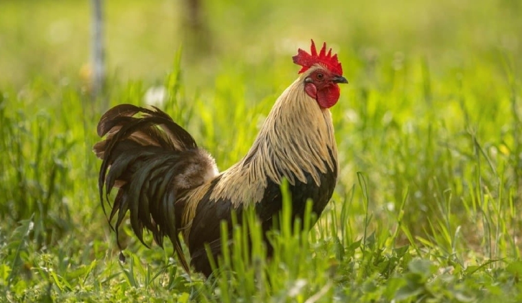 Giá gia cầm hôm nay 03/10/2022: Bình ổn ngày đầu tuần