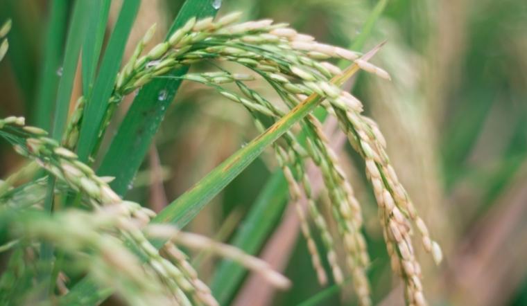 Giá lúa gạo hôm nay 3/10/2022: Lúa OM 5451 tăng 100 đồng/kg