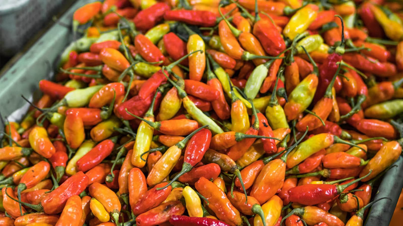 Giá ớt hôm nay 03/10/2022 mới nhất