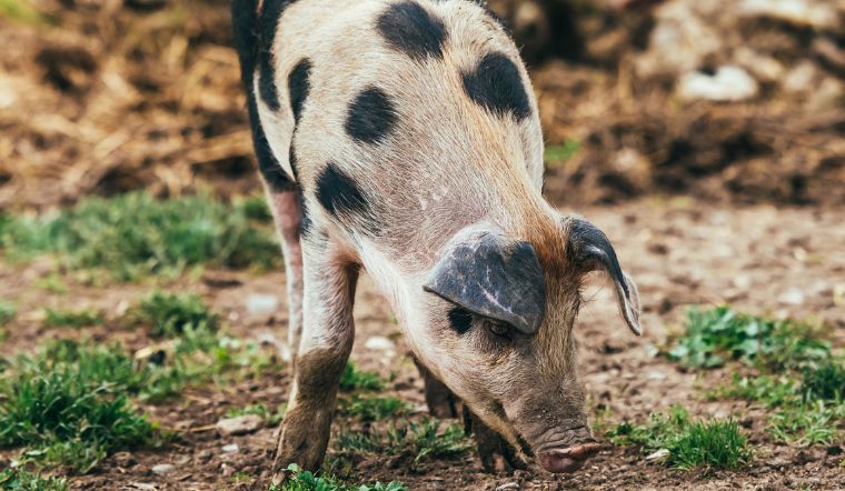 Giá heo hơi hôm nay 4/10/2022: Tăng rải rác từ 1.000 đồng/kg đến 3.000 đồng/kg