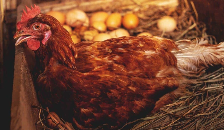 Giá gia cầm hôm nay 04/10/2022: Tiếp tục duy trì đà đi ngang