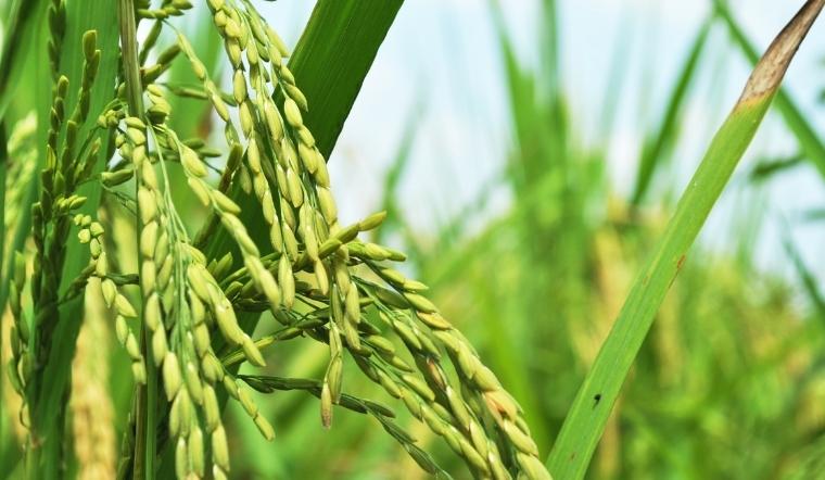 Giá lúa gạo hôm nay 4/10/2022: Duy trì ở mức ổn định