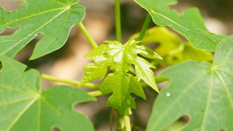 The benefits of papaya leaves in treating hair loss