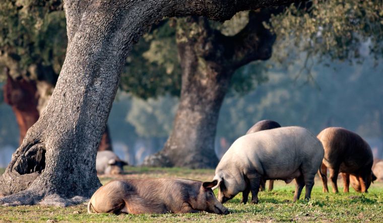 Giá heo hơi hôm nay 5/10/2022: Tăng giảm từ 1.000 đồng/kg đến 3.000 đồng/kg