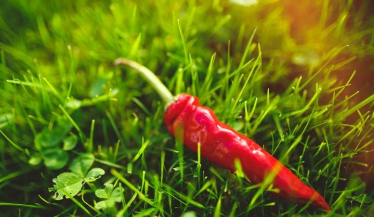 Giá ớt hôm nay 05/10/2022: Giá ớt tăng mạnh từ 8000 - 10.000 đồng