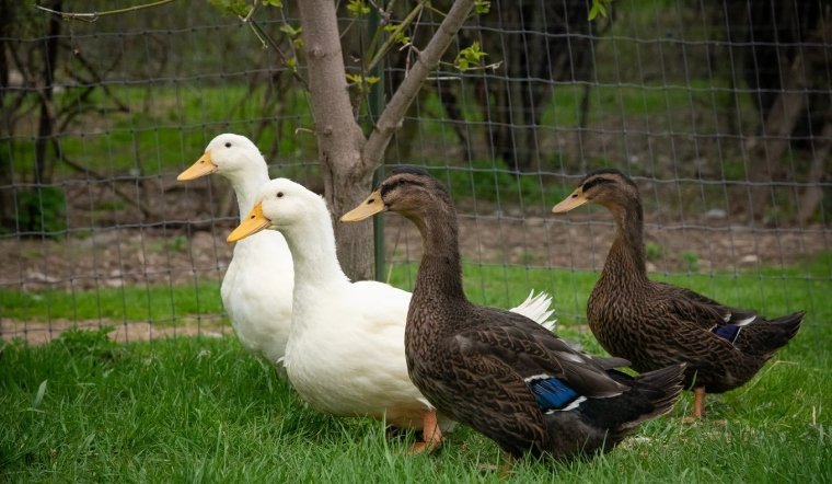 Giá gia cầm hôm nay 06/10/2022: Gà Minh Dư tại TP Hồ Chí Minh tăng 5.000 VNĐ/kg