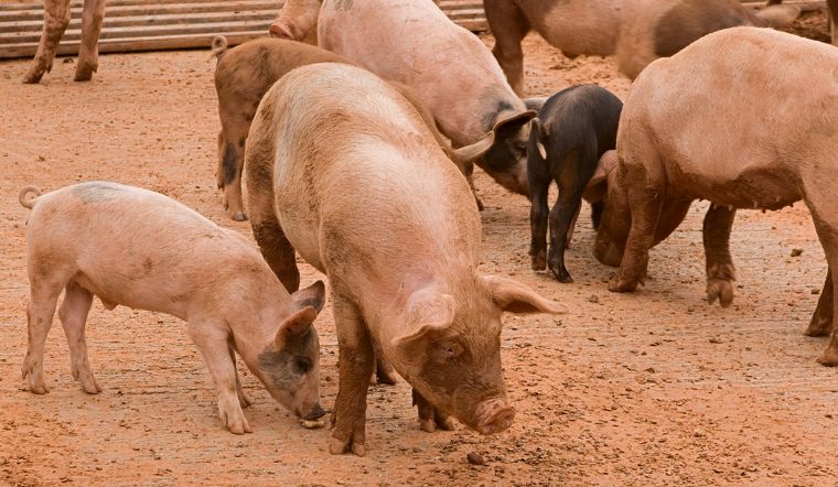 Giá heo hơi hôm nay 6/10/2022: Tăng - giảm trái chiều