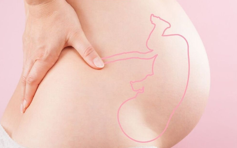 Vị trí thai nhi trong bụng mẹ 3 tháng giữa