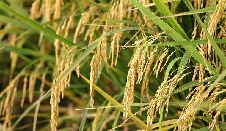 Giá lúa gạo hôm nay 6/10/2022: Giữ vững giá nhiều ngày liên tiếp