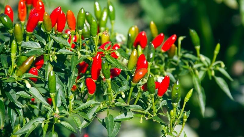 Giá ớt hôm nay 06/10/2022 mới nhất