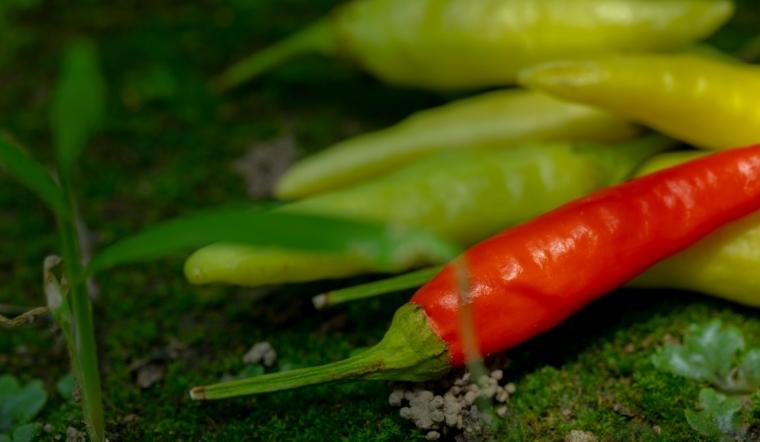 Giá ớt hôm nay 06/10/2022: Thị trường tiếp tục tăng nhẹ 