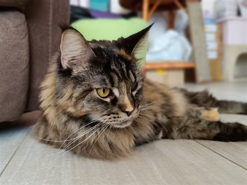  Ảnh chân dung từ camera chính 12.5 MP.