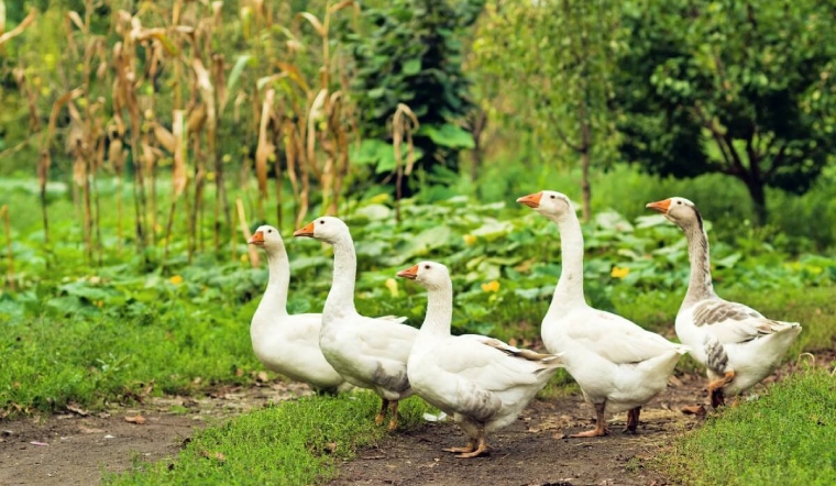 Giá gia cầm hôm nay 07/10/2022: Giá vịt Cần Thơ tăng 4.000 VNĐ/kg