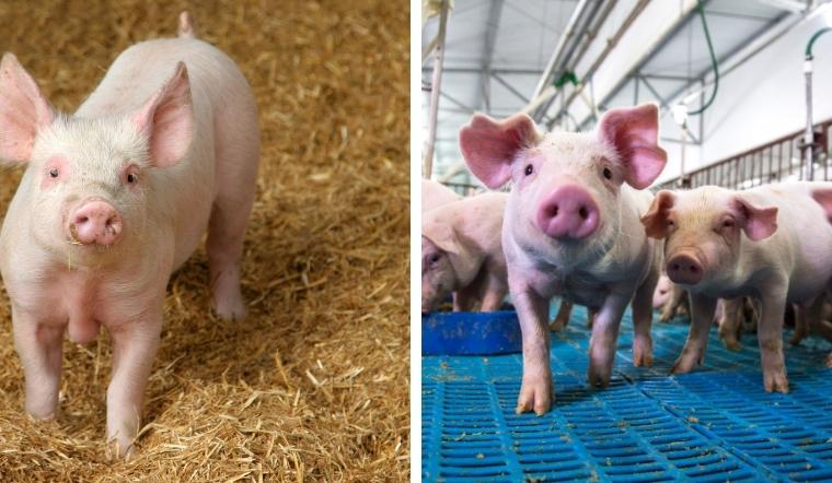 Giá heo hơi hôm nay 07/10/2022: Thay đổi từ 1.000đ - 2.000đ/kg