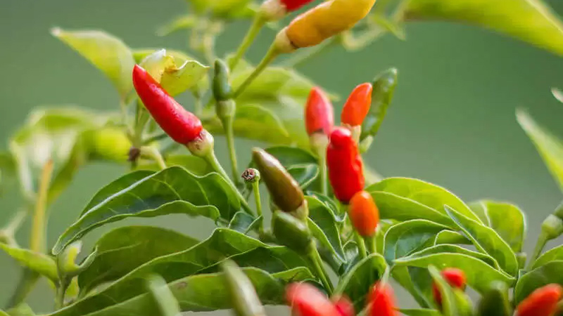 Giá ớt hôm nay 07/10/2022 mới nhất