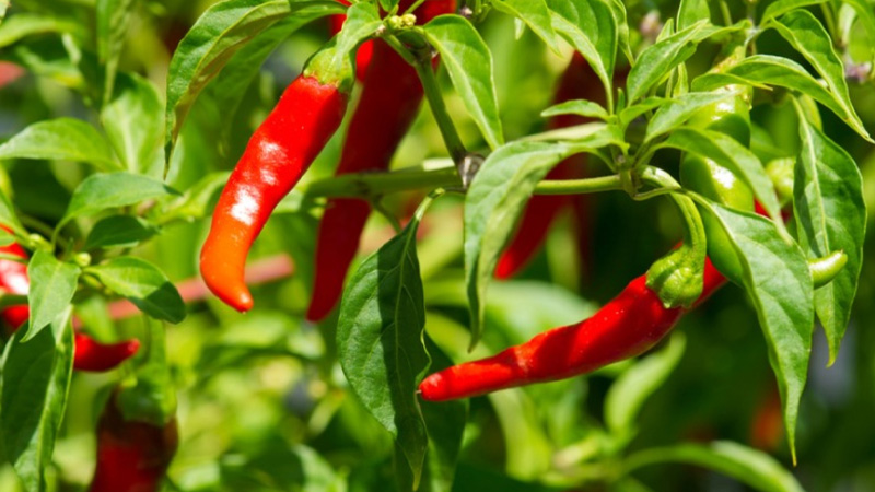 Giá ớt hôm nay 07/10/2022 mới nhất