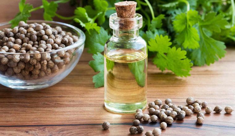 Tinh dầu mùi già là gì? Lợi ích sức khỏe và cách sử dụng tinh dầu 