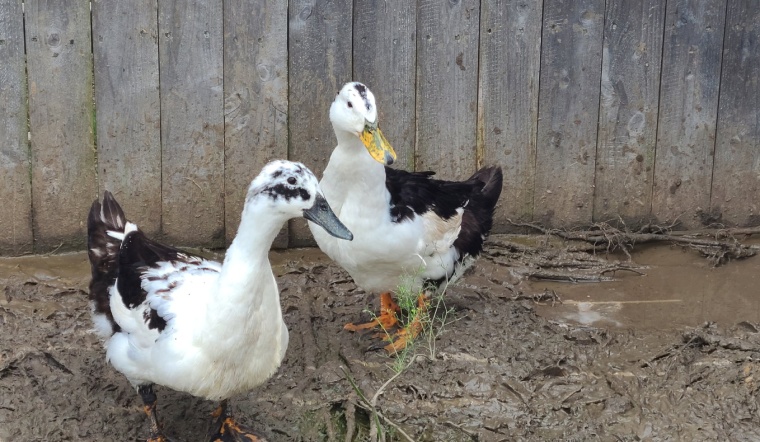 Giá gia cầm hôm nay 08/10/2022: Ổn định ngày cuối tuần