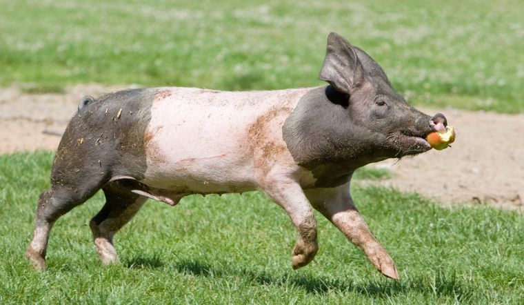 Giá heo hơi hôm nay 8/10/2022: Biến động trái chiều