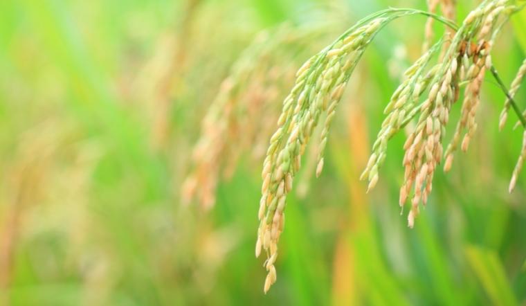 Giá lúa gạo hôm nay 8/10/2022: Tiếp tục duy trì ở mức ổn định