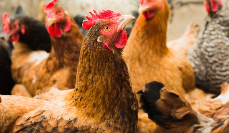 Giá gia cầm hôm nay 10/10/2022: Duy trì giá bán như cuối tuần trước