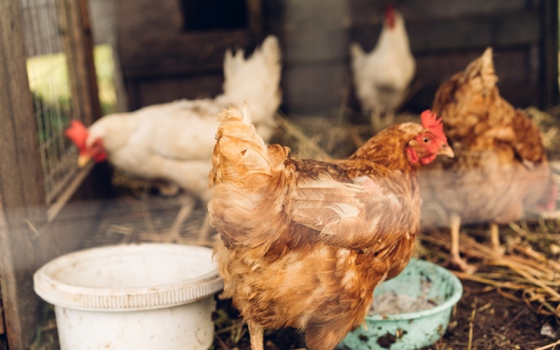 Giá gà hôm nay 10/10