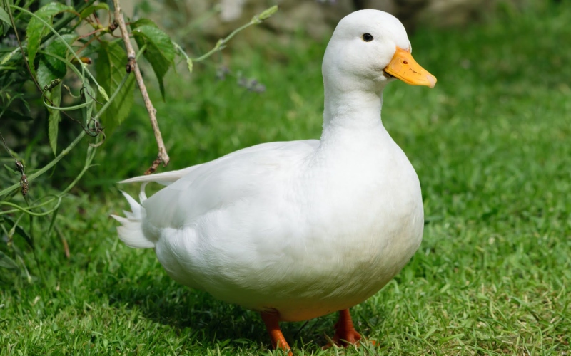 Giá vịt hôm nay 10/10